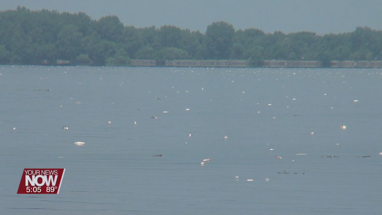 Major fish die-off at Grand Lake St Marys